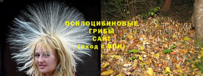 Псилоцибиновые грибы Psilocybe  сколько стоит  Армавир 